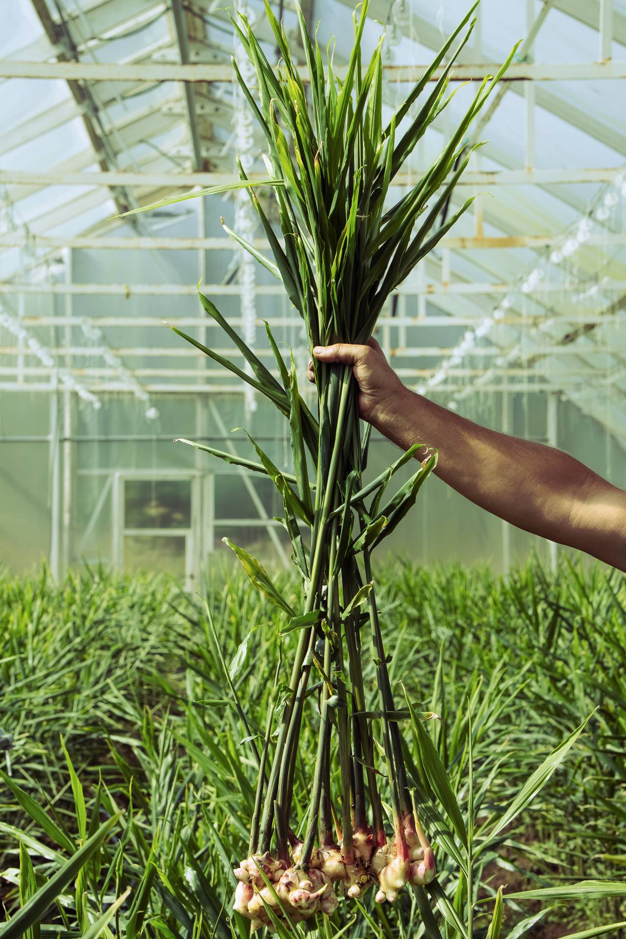 suomalainen inkivääri