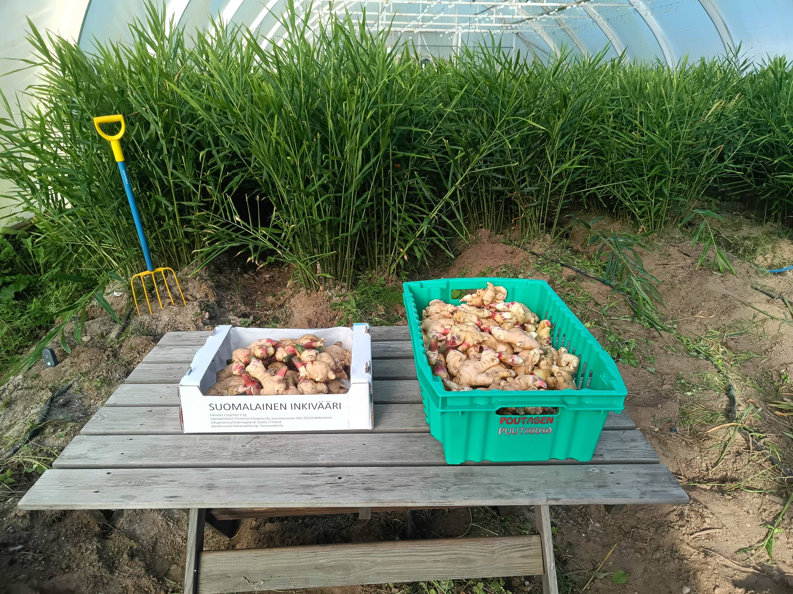 suomalainen tuore inkivääri 2 kg