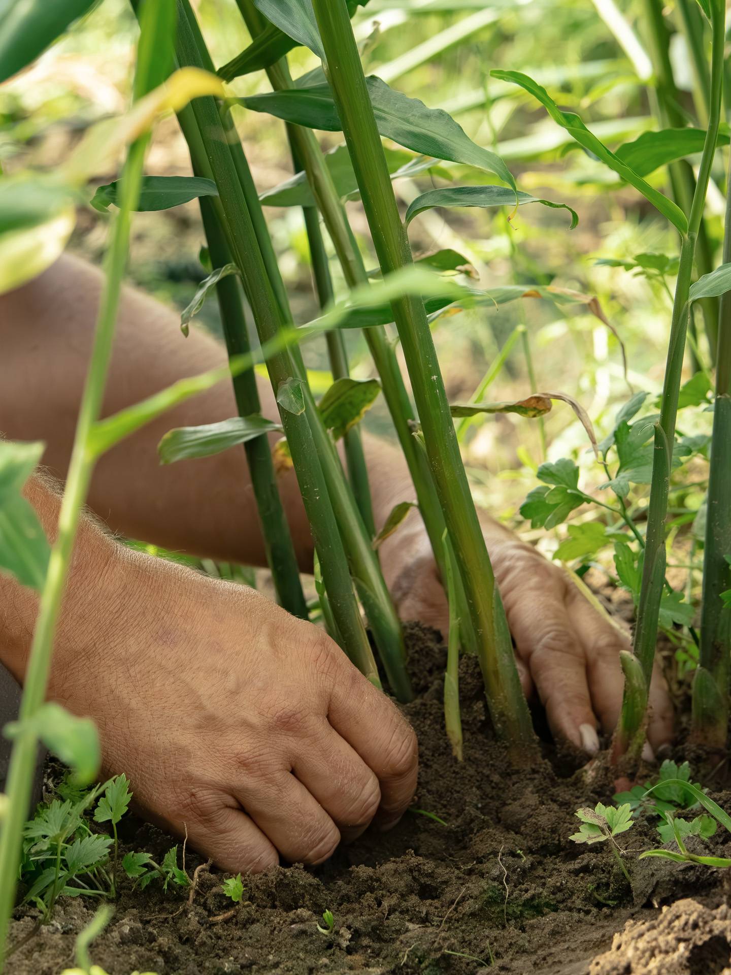 suomalainen inkivääri